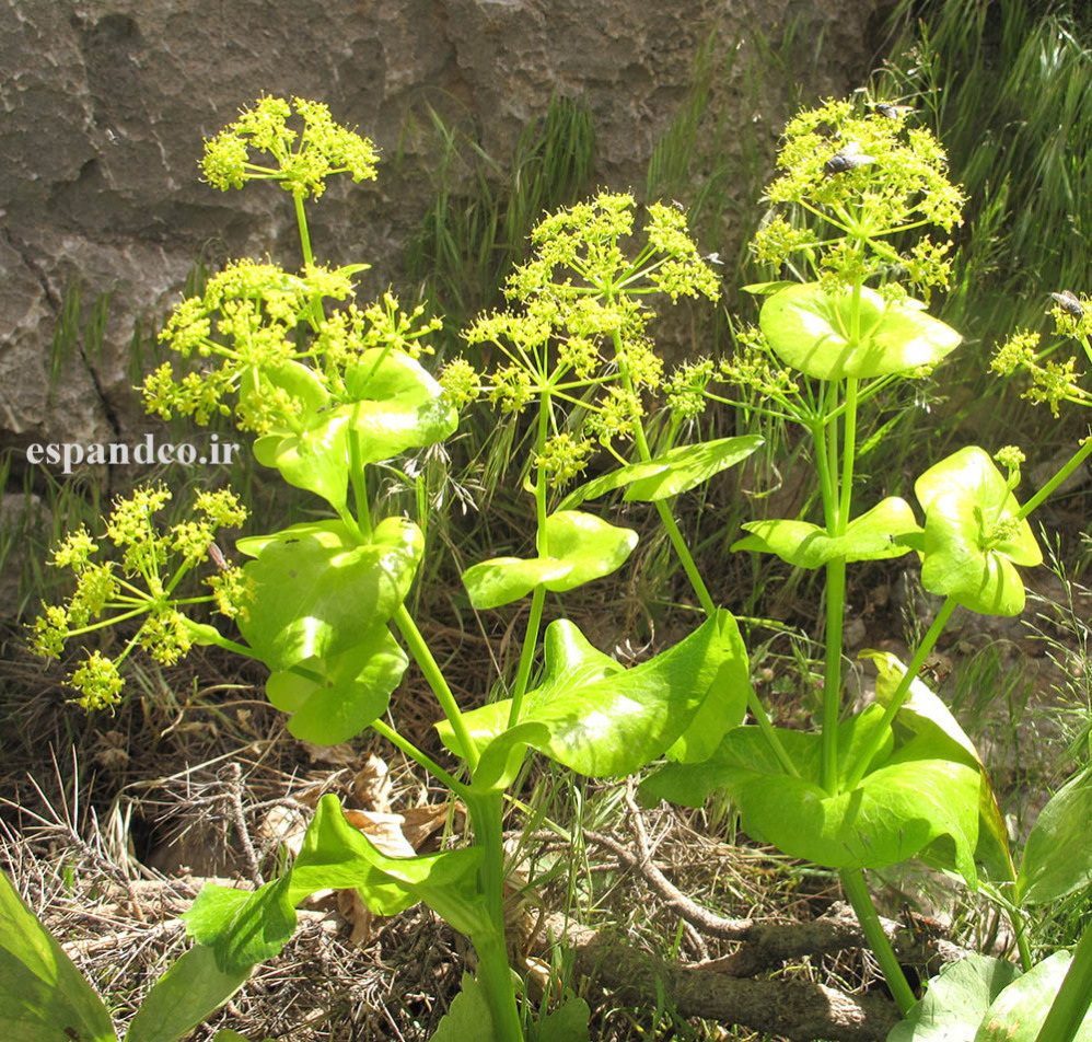  بذر آوندل Smyrnium cordifolium 
